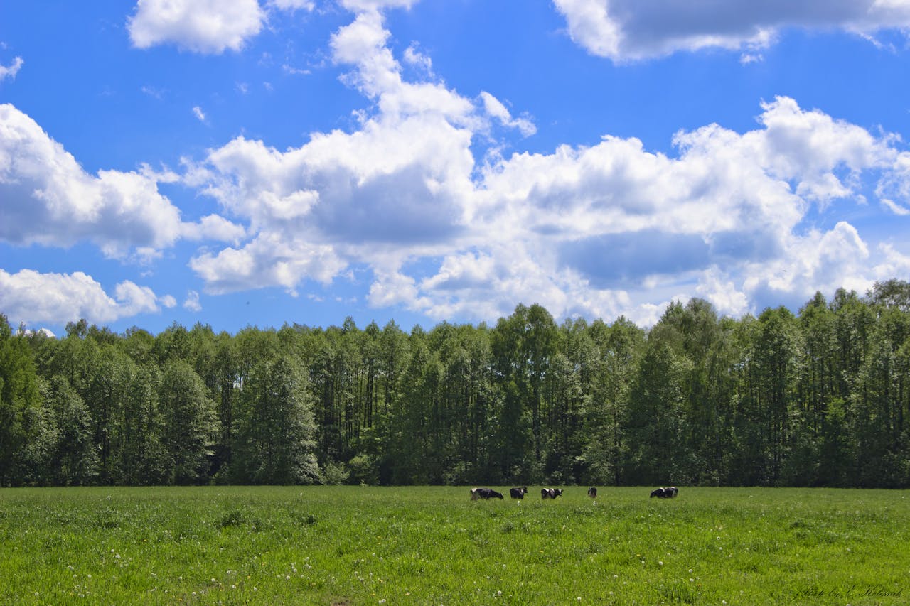 Effektiva ensileringsmedel som förbättrar näringsvärde och smältbarhet i ensilage.